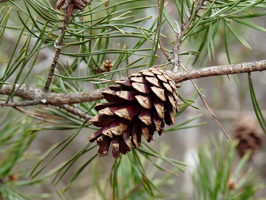 {Pinus virginiana}
